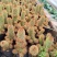仙人掌金手指金色多肉植物带盆栽好桌面阳台小盆栽净化空气防