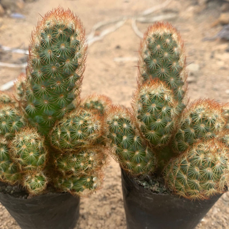 仙人掌金手指金色多肉植物带盆栽好桌面阳台小盆栽净化空气防