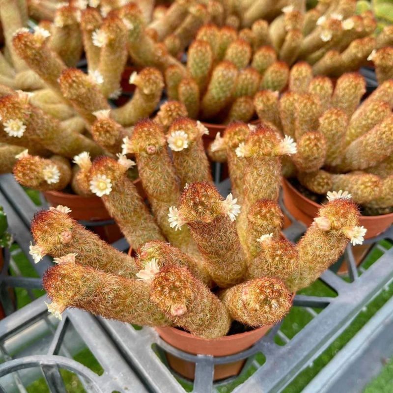 仙人掌金手指金色多肉植物带盆栽好桌面阳台小盆栽净化空气防