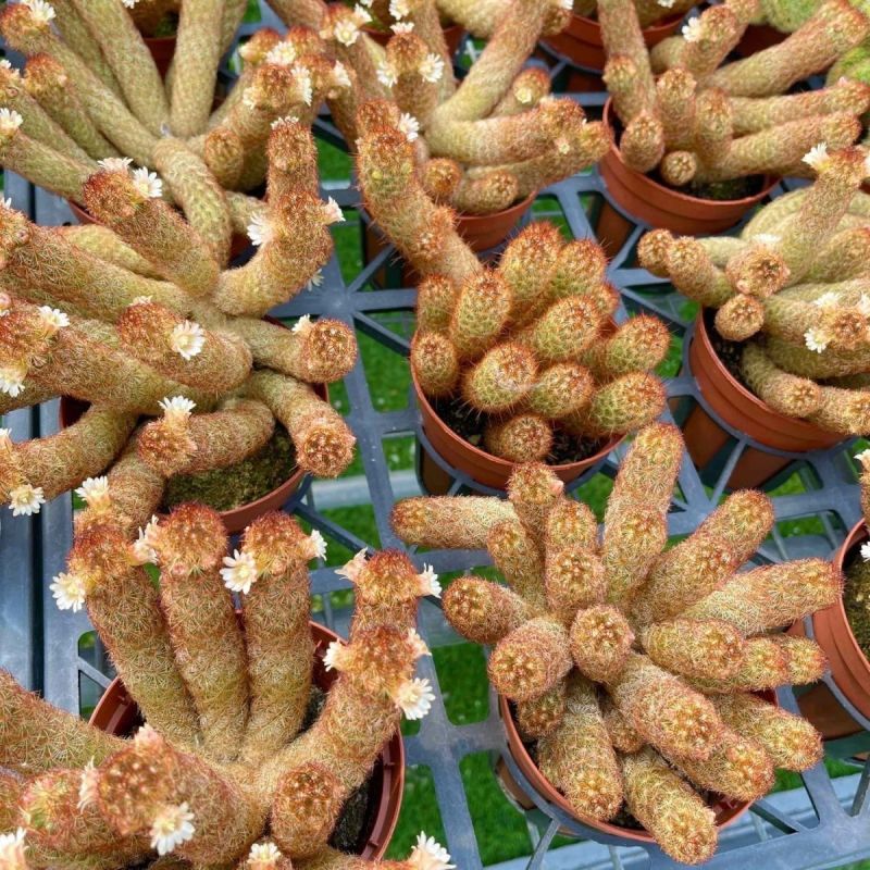仙人掌金手指金色多肉植物带盆栽好桌面阳台小盆栽净化空气防
