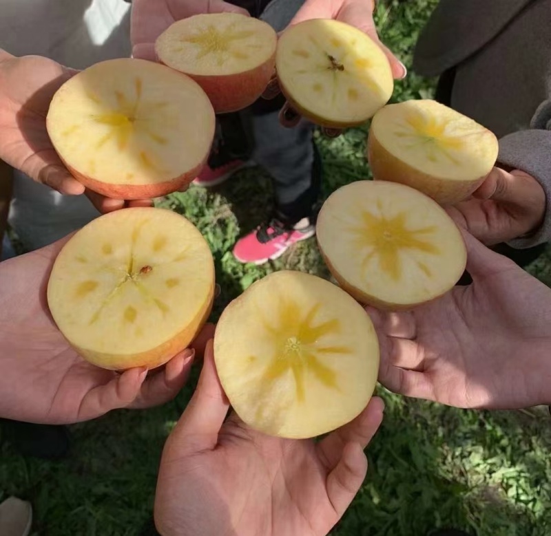 《红富士苹果》山东苹果规格齐全现货随到随装量大