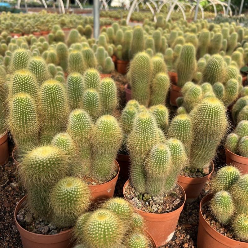 金丝猴群生仙人球软毛室外阳台庭院沙漠景观绿植防辐射吸甲醛