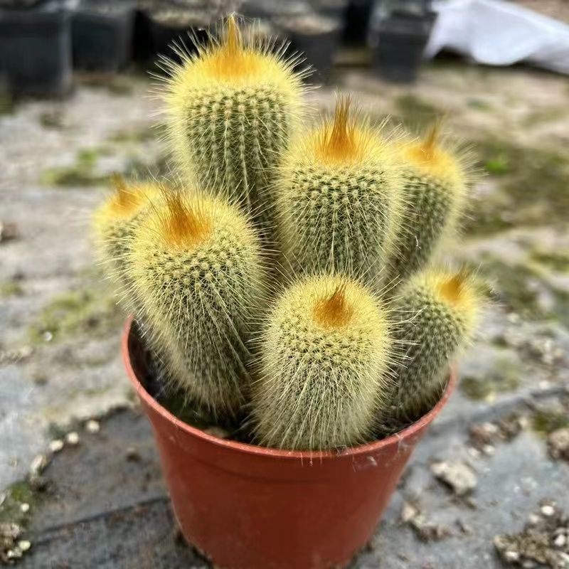 金丝猴群生仙人球软毛室外阳台庭院沙漠景观绿植防辐射吸甲醛