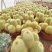 金丝猴群生仙人球软毛室外阳台庭院沙漠景观绿植防辐射吸甲醛