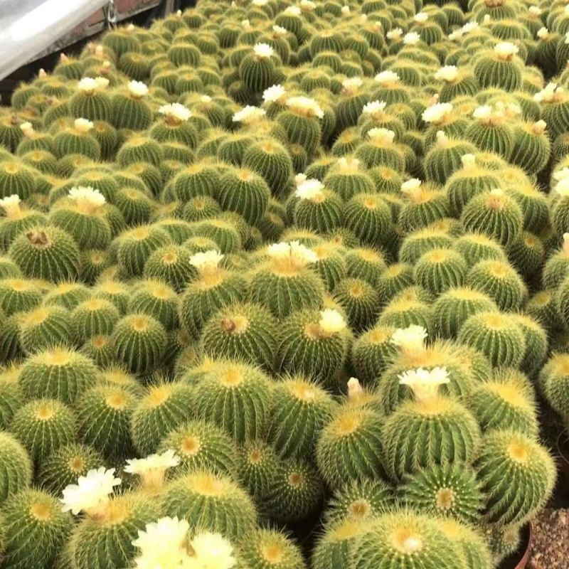 金丝猴群生仙人球软毛室外阳台庭院沙漠景观绿植防辐射吸甲醛