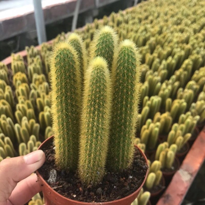 黄金条多肉植物黄金钮黄金条猴尾柱会开花的仙人球防辐射仙