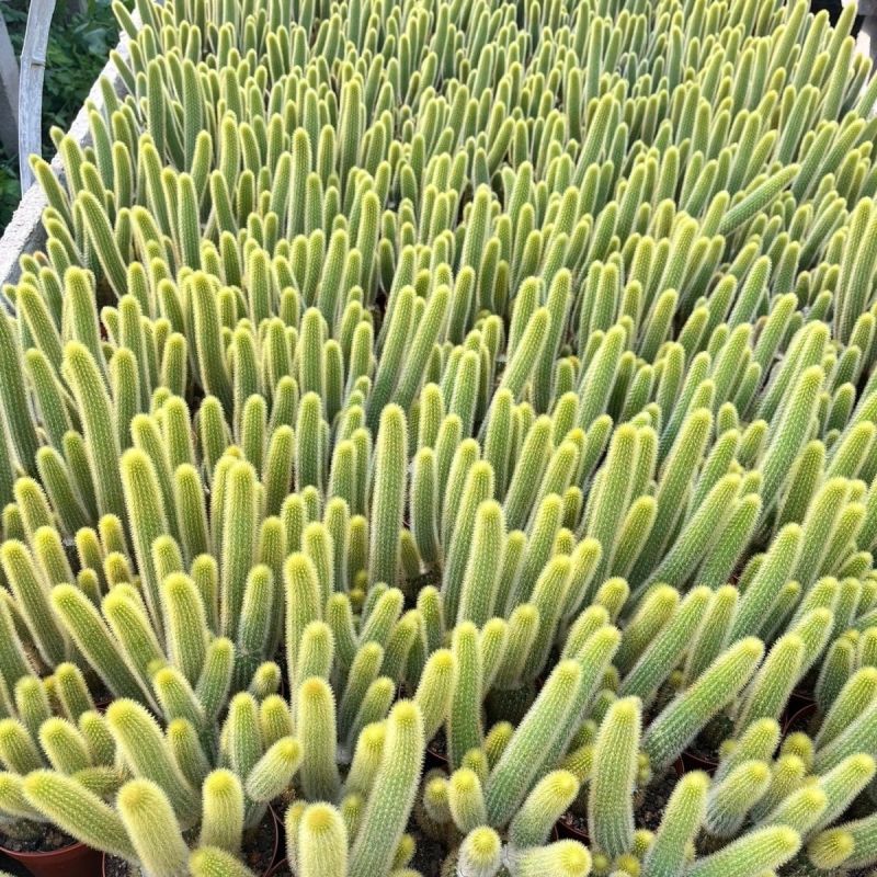 黄金条多肉植物黄金钮黄金条猴尾柱会开花的仙人球防辐射仙