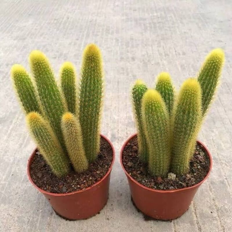 黄金条多肉植物黄金钮黄金条猴尾柱会开花的仙人球防辐射仙