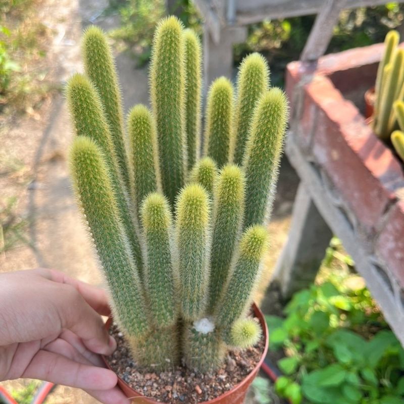 黄金条多肉植物黄金钮黄金条猴尾柱会开花的仙人球防辐射仙