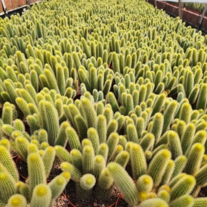 黄金条多肉植物黄金钮黄金条猴尾柱会开花的仙人球防辐射仙
