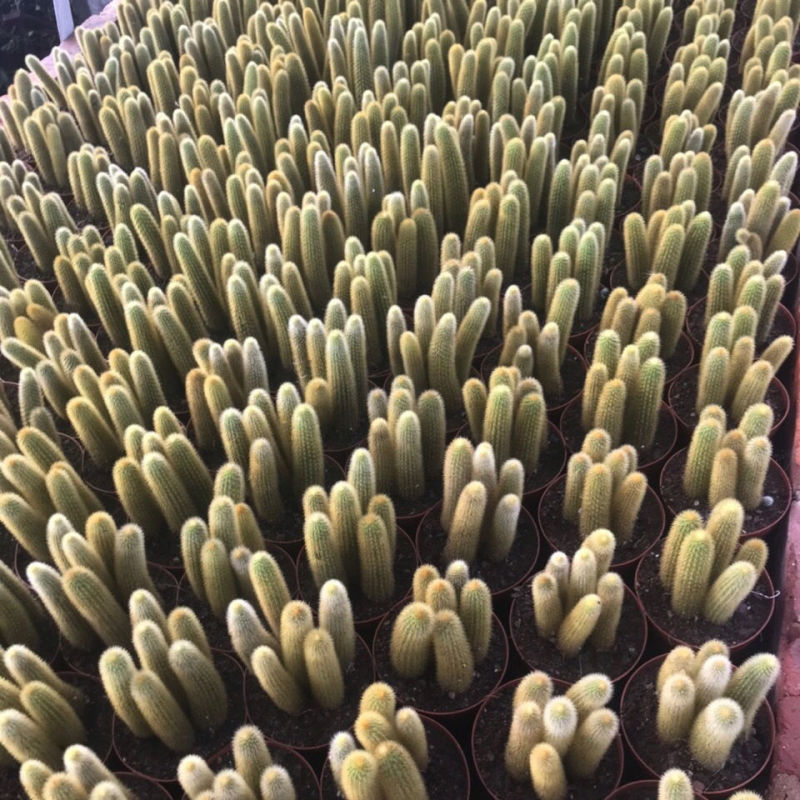 黄金条多肉植物黄金钮黄金条猴尾柱会开花的仙人球防辐射仙