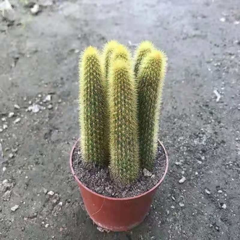 黄金条多肉植物黄金钮黄金条猴尾柱会开花的仙人球防辐射仙