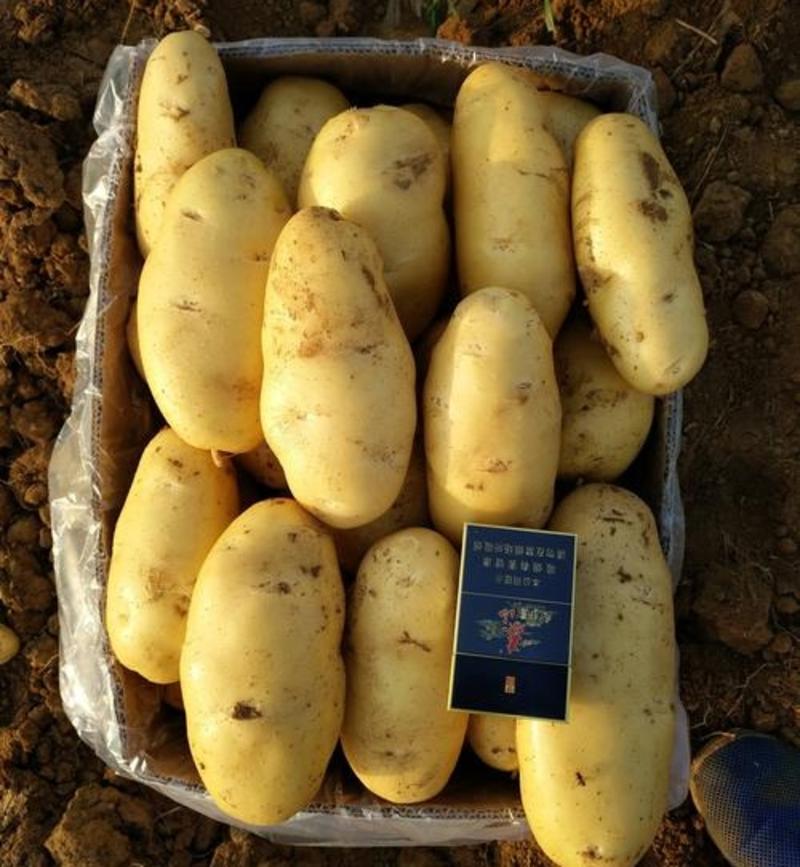 24年新土豆荷兰十五土豆规格齐全现货供应随到随装