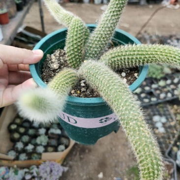 九尾狐多肉植物仙人柱浓白毛软毛花盆组合奇趣盆栽树防辐射