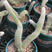九尾狐多肉植物仙人柱浓白毛软毛花盆组合奇趣盆栽树防辐射