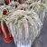 九尾狐多肉植物仙人柱浓白毛软毛花盆组合奇趣盆栽树防辐射