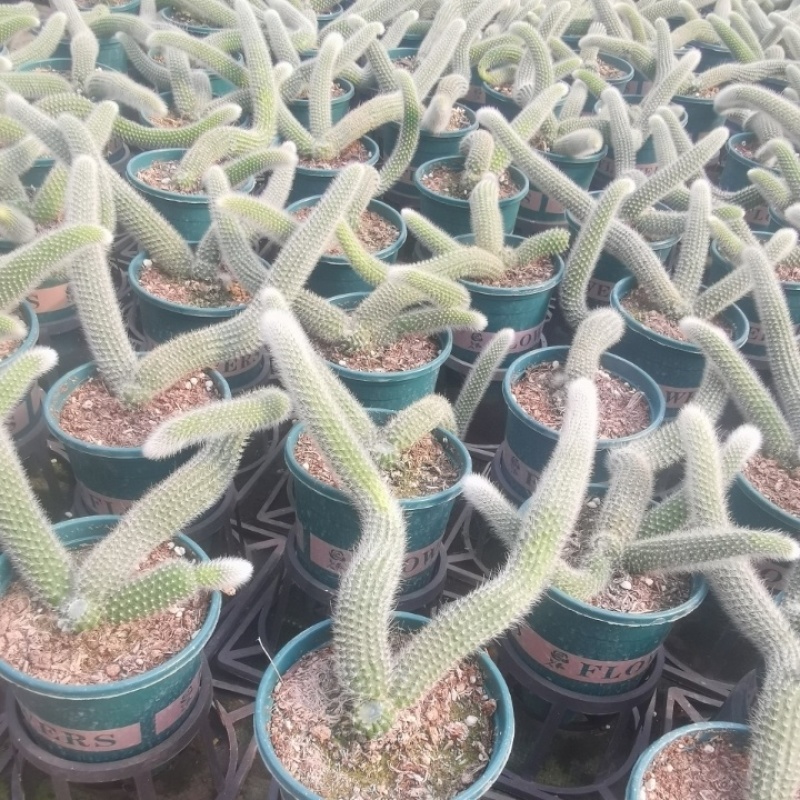 九尾狐多肉植物仙人柱浓白毛软毛花盆组合奇趣盆栽树防辐射