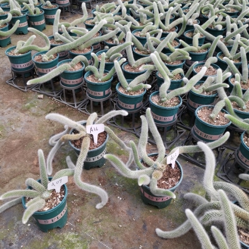 九尾狐多肉植物仙人柱浓白毛软毛花盆组合奇趣盆栽树防辐射