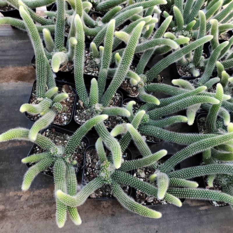 九尾狐多肉植物仙人柱浓白毛软毛花盆组合奇趣盆栽树防辐射