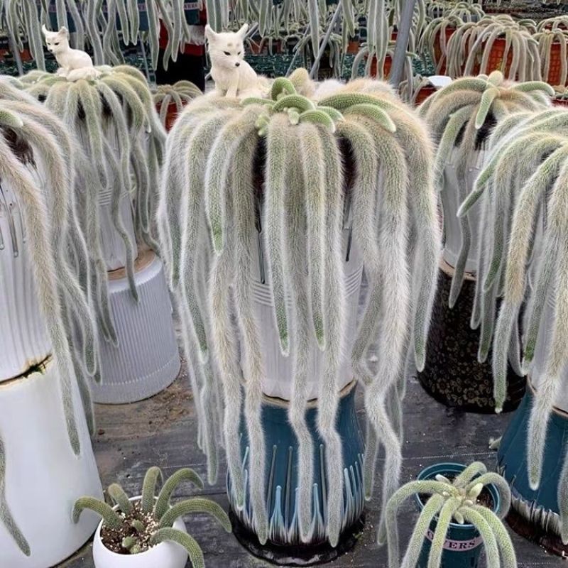 九尾狐多肉植物仙人柱浓白毛软毛花盆组合奇趣盆栽树防辐射