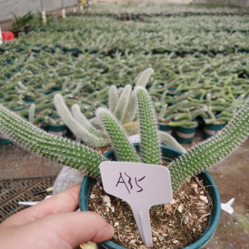 九尾狐多肉植物仙人柱浓白毛软毛花盆组合奇趣盆栽树防辐射