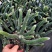 九尾狐多肉植物仙人柱浓白毛软毛花盆组合奇趣盆栽树防辐射