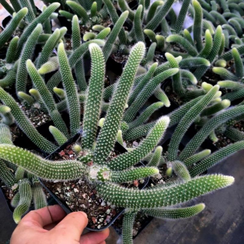 九尾狐多肉植物仙人柱浓白毛软毛花盆组合奇趣盆栽树防辐射