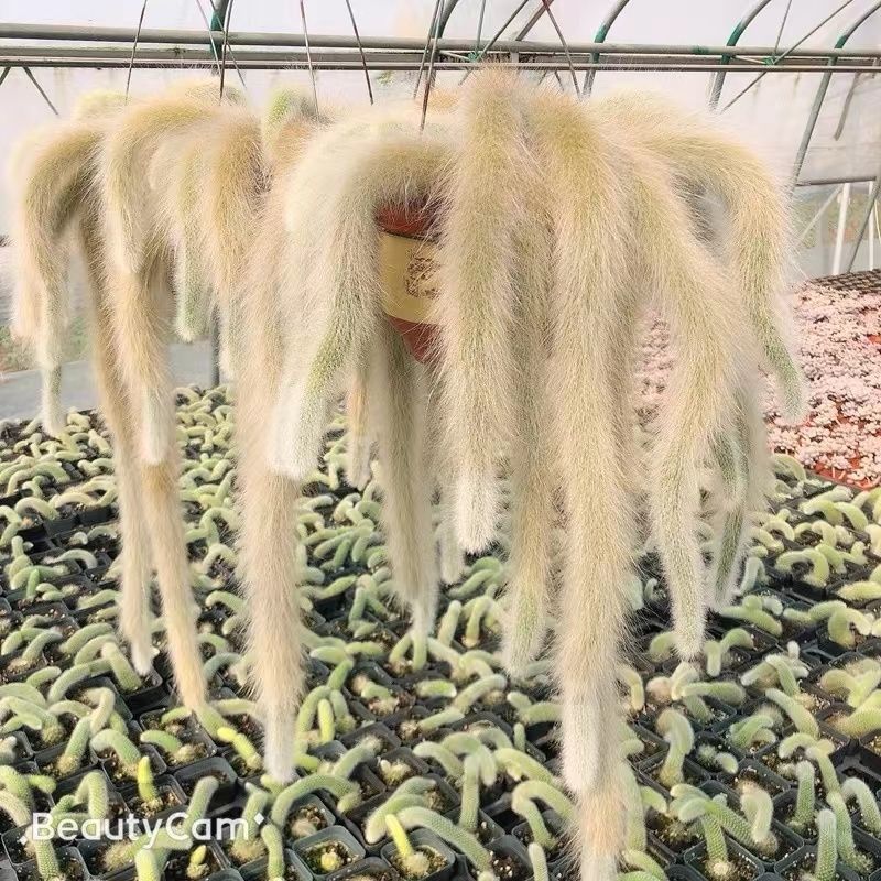 九尾狐多肉植物仙人柱浓白毛软毛花盆组合奇趣盆栽树防辐射