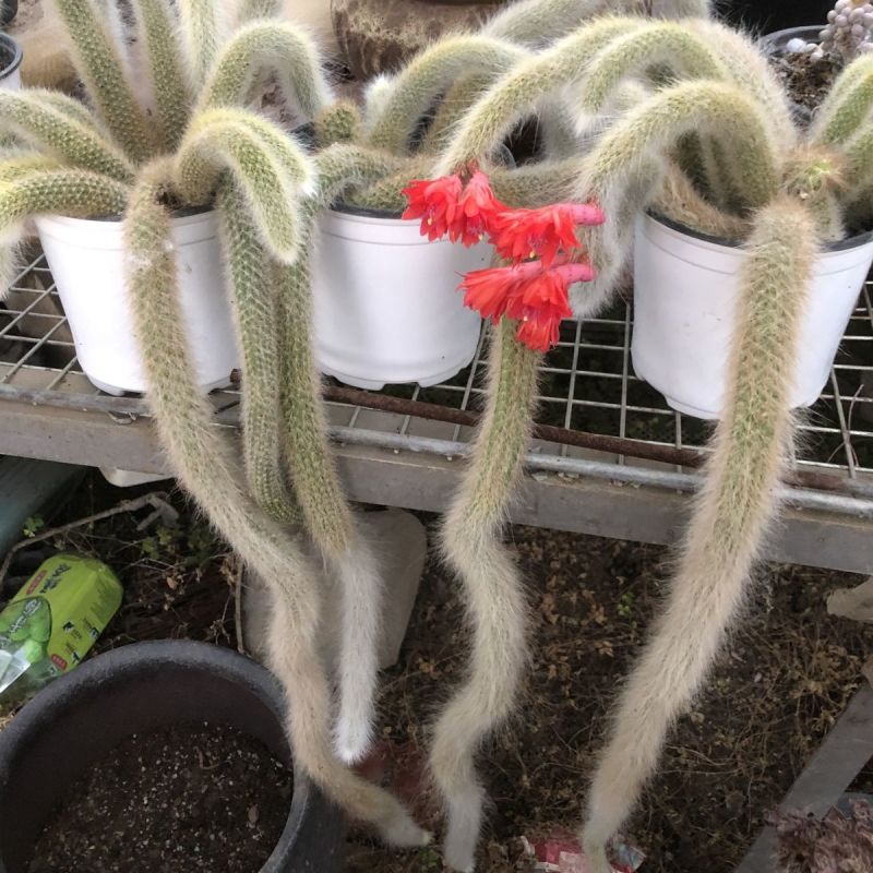 九尾狐多肉植物仙人柱浓白毛软毛花盆组合奇趣盆栽树防辐射