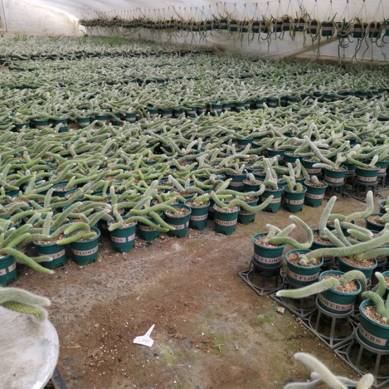 九尾狐多肉植物仙人柱浓白毛软毛花盆组合奇趣盆栽树防辐射