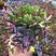 彩色紫玄月锦垂吊多肉花室内阳台绿植带香味景观植物带盆载好