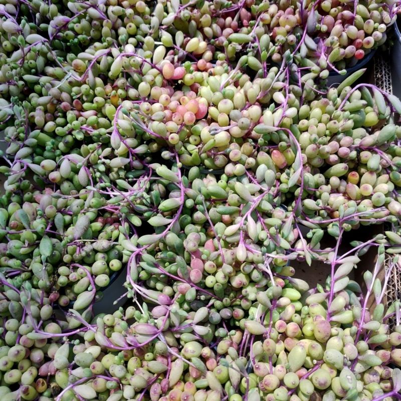 彩色紫玄月锦垂吊多肉花室内阳台绿植带香味景观植物带盆载好