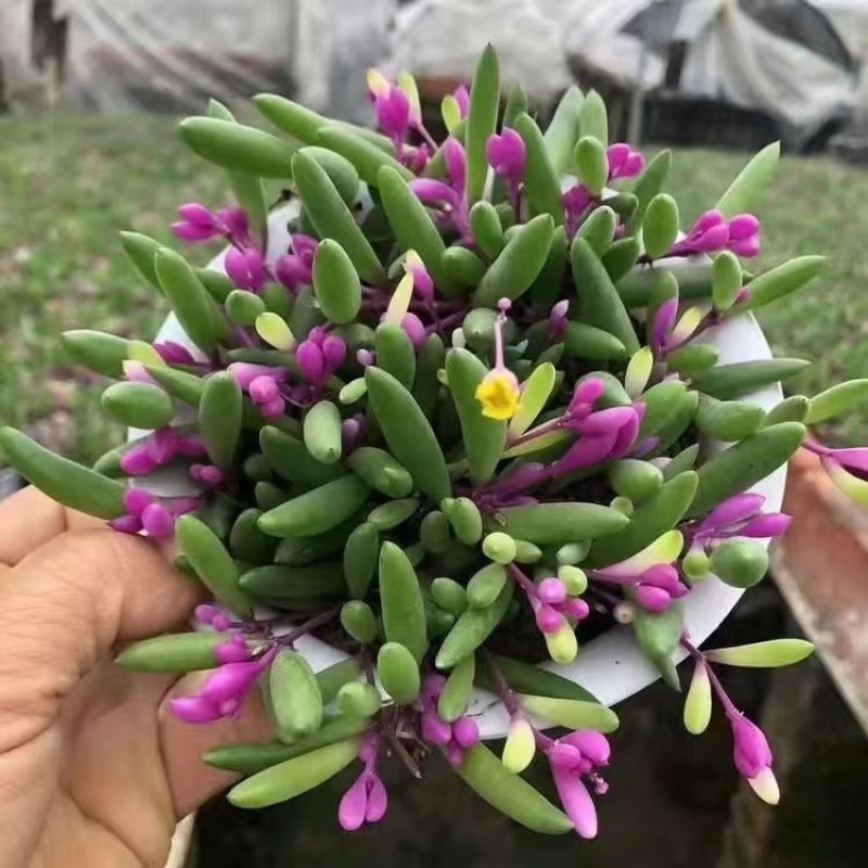 彩色紫玄月锦垂吊多肉花室内阳台绿植带香味景观植物带盆载好