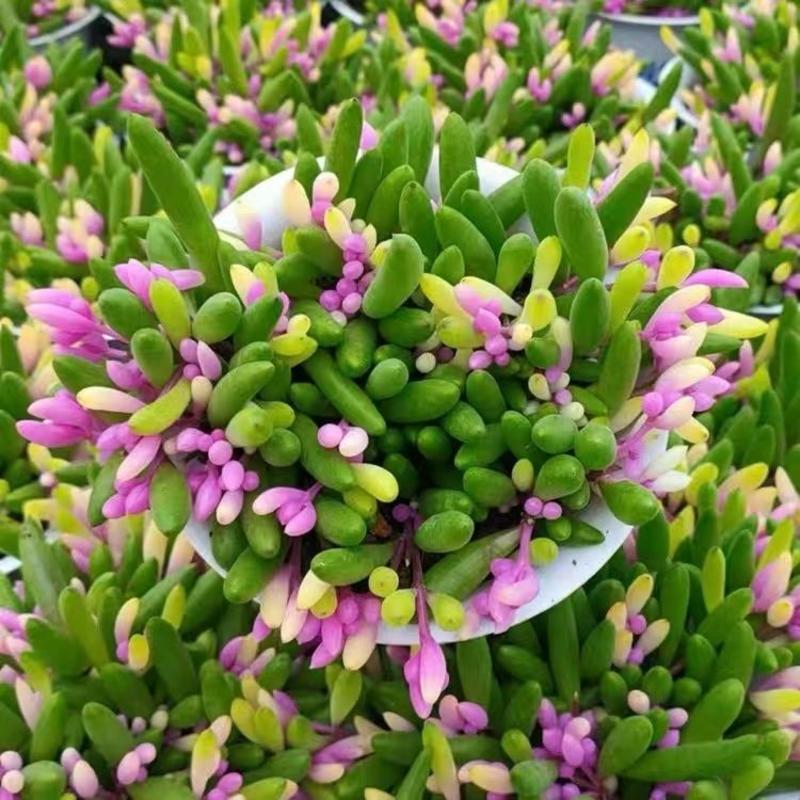 彩色紫玄月锦垂吊多肉花室内阳台绿植带香味景观植物带盆载好