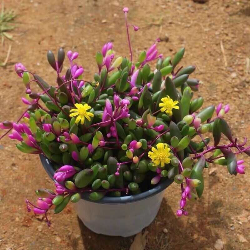 彩色紫玄月锦垂吊多肉花室内阳台绿植带香味景观植物带盆载好