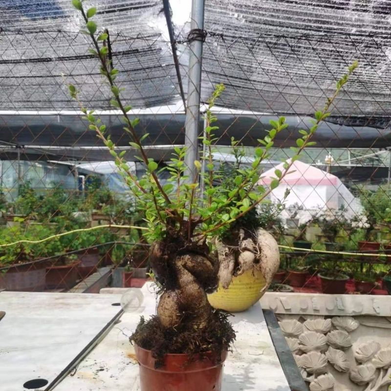 吊金钟树萝卜绿植花卉四季常青开花结果特别容易养活室内室外