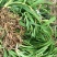 大花萱草苗，一手货源物美价廉，庭院工程苗