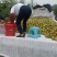 翠冠梨纯甜画渣，新鲜采摘