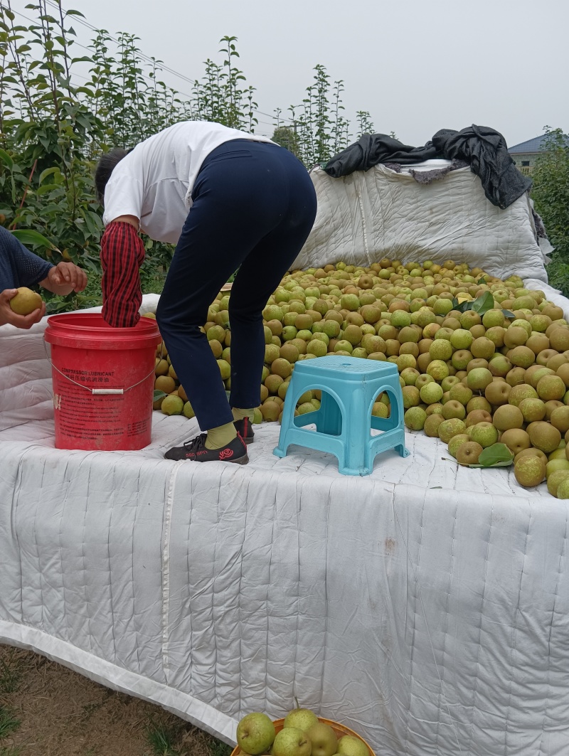 翠冠梨纯甜画渣，新鲜采摘