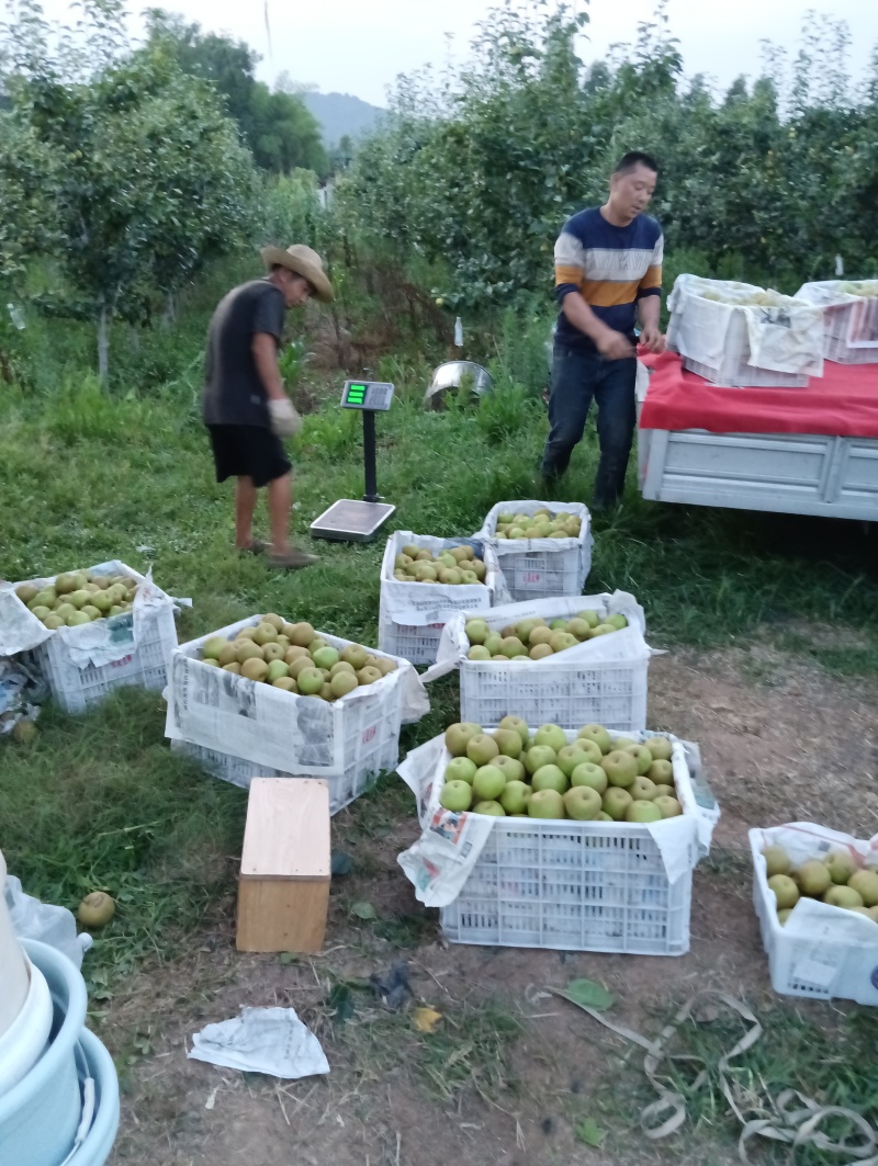 翠冠梨纯甜画渣，新鲜采摘