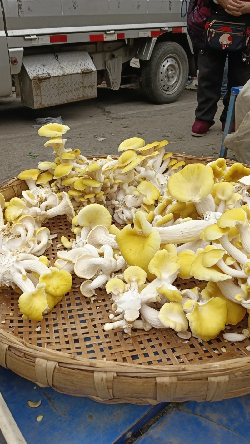 鸡油菌