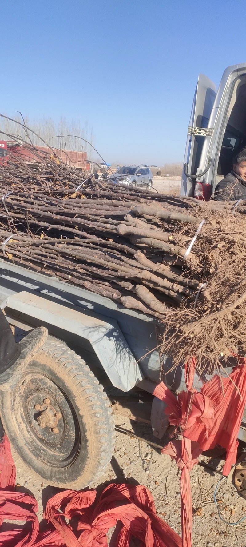 乔化苹果树苗品种纯正质量可靠无病虫害品种齐全。