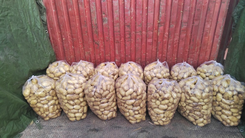 黄心土豆希森三号超荷二号黄皮黄心