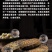 【化州发货】25年化橘红道地药材化州橘红多规格可选包邮