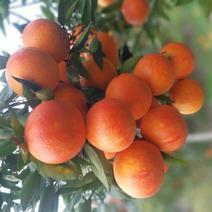 长寿湖塔罗科血脐橙自家的果园