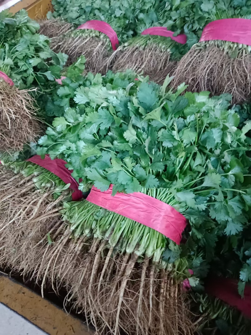 【冷棚大叶香菜，大量上市产地直供！一手货源，叶绿新鲜。