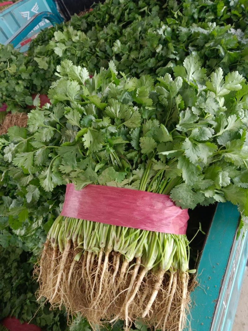 【冷棚大叶香菜，大量上市产地直供！一手货源，叶绿新鲜。