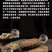【化州发货】25年化橘红满天星道地药材化州橘红包邮