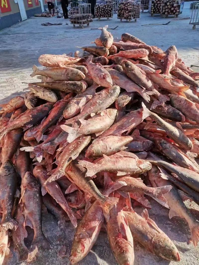 查干湖淡水胖头鱼支持全国发货支持一件代发