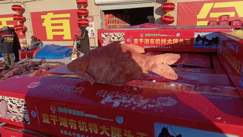 查干湖胖头鱼诚招各级代理全国支持一件代发